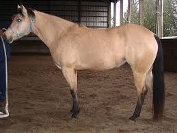 Mustangs are generally strong and healthy due to the natural way they and their ancestors have lived. Buckskin Horses Facts Colors Origin And Characteristics