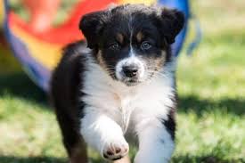 See more ideas about dog breeds, long haired dog breeds, long haired dogs. Dogs With Blue Eyes Meet These 6 Dog Breeds