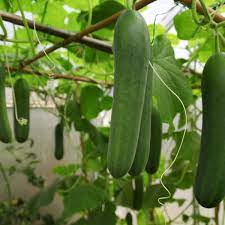 How to Grow Cucumbers - Growing Cucumbers