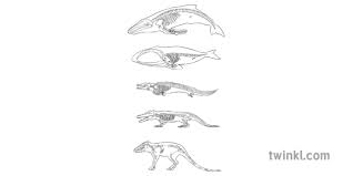 Whale Evolution Chart Skeleton Animal Science Secondary Bw