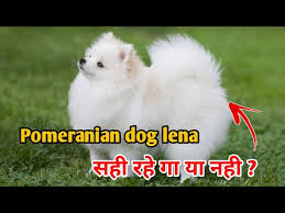 pomeranian dog