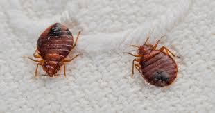 How To Get Rid Bedbugs