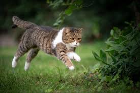 outdoor cat from running away