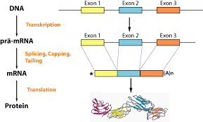 Innerhalb des zellkerns befindet sich die erbinformation in form der dna. Dna Transkription Und Dna Translation Vom Gen Zum Protein