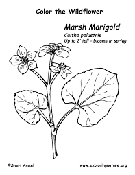 The hexadecimal rgb code of marigold color is #eaa221 and the decimal is rgb(234,162,33). Marsh Marigold Coloring Page