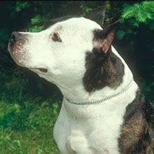 Browse and find staffordshire bull terrier puppies today, on the uk's leading dog only classifieds site. Puppyfind American Staffordshire Terrier Puppies For Sale