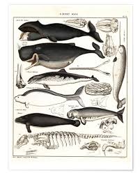 Premium Poster Chart Of Whales