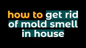 mold smell in house