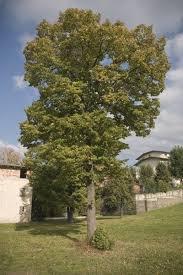 are poplar trees good or bad growing