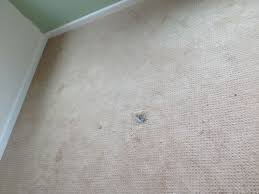 professional carpet cleaning boise idaho