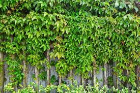How To Hide An Ugly Wall In The Garden