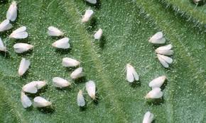 How To Kill Prevent Whiteflies On