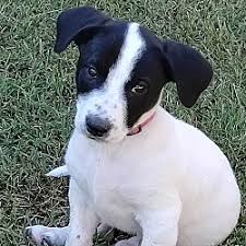 rat terrier puppies and dogs in