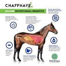 chaffhaye alfalfa for horses