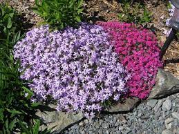 Healthy soil plays an important role in growing healthy annuals. Low Growing Perennials Blooming All Summer Photo With Names