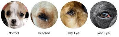simple dog eye discharge home remes