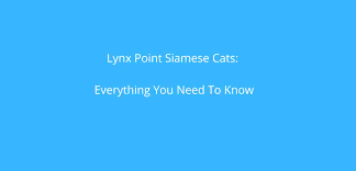 I am going to look at a lynx point siamese cat this upcoming weekend. Lynx Point Siamese Cats Personality Breed Features