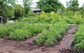 vegetable gardens gardening tips