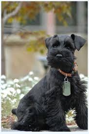 These lovable, playful standard schnauzer puppies are a courageous and loyal dog breed with a powerful spirit. Savvy Smart Sexy People Do Black Miniature Schnauzer Dog Breed