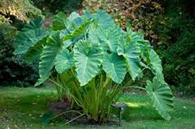 Unlike regular elephant ears, the huge thick leathery upright leaves will reach to the sky. Colocasia Esculenta Size 1113 Jumbo Elephant Ear Night Scented Lily Exotic Tropical Flowers Plants
