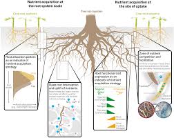 Nutrient Acquisition Strategies In Agroforestry Systems