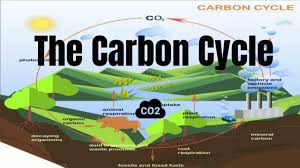 the carbon cycle process you