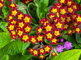 This list could change every season (or maybe every day) since there are 8.) begonia 'gryphon.' here's one for the shade, especially in a shady pot. 17 Best Shade Loving Perennials That Bloom All Summer