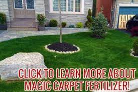 magic carpet fertilizer fantasy