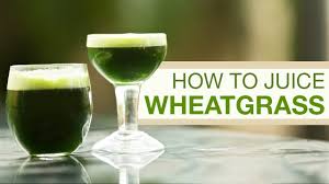 grow wheatgr make wheatgr juice