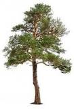 ¿Cuánto tiempo se tarda en talar un árbol?