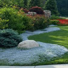 Depending on your soil and situation, any of these ground covers could be used to replace a lawn. Isotoma Fluviatilis Blue Star Creeper Greatgardenplants Com