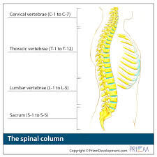 The vertebrae, which stack like spools of thread, support the back and protect the spinal cord. Anatomy Library Tricities Spine