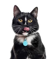 how is bad breath connected to your cat