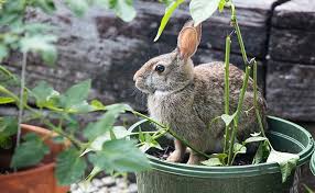 Garden Fencing Keep Rabbits Squirrels