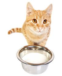 This common questions varies depending on the cat. Is Milk Good For Cats