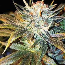 The best dutch seed banks to order cannabis seeds online don't all offer worldwide shipping, so for holland is often used by foreigners to refer to the entire country. Holland Seed Bank Super Premium Cannabis Seeds From Holland Seed Banks
