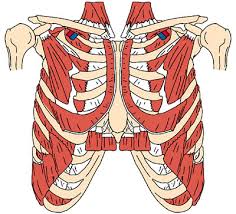 The thoracic cage, commonly called the rib cage, provides protection for the 2 lungs, heart, esophagus, diaphragm and liver. Thoracic Muscles