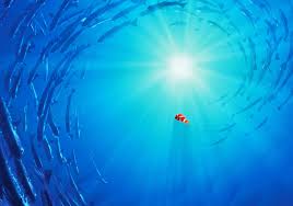 If you're looking for the best finding nemo wallpaper then wallpapertag is the place to be. Finding Nemo Wallpapers Group 87