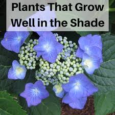 plants that will grow in the shade