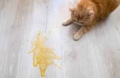 Est-ce que l'urine de chat est toxique ?