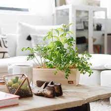 Luxatic Herb Garden Kit Plants