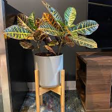 Plant Stand Indoor Plant Display