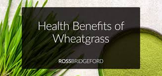 wheatgr benefits how to use