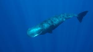 whale facts pictures more