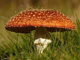 get rid of mushrooms in your yard