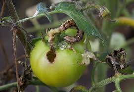 Tomato Fruitworms How To Identify