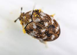carpet beetle control and treatments