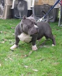American Bully Breed Information History Health Pictures