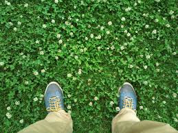 remes for how to get rid of clover