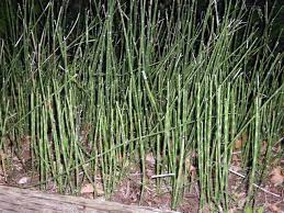 Next to horsetail were containers of various variegated grasses. Equisetum Hymale
